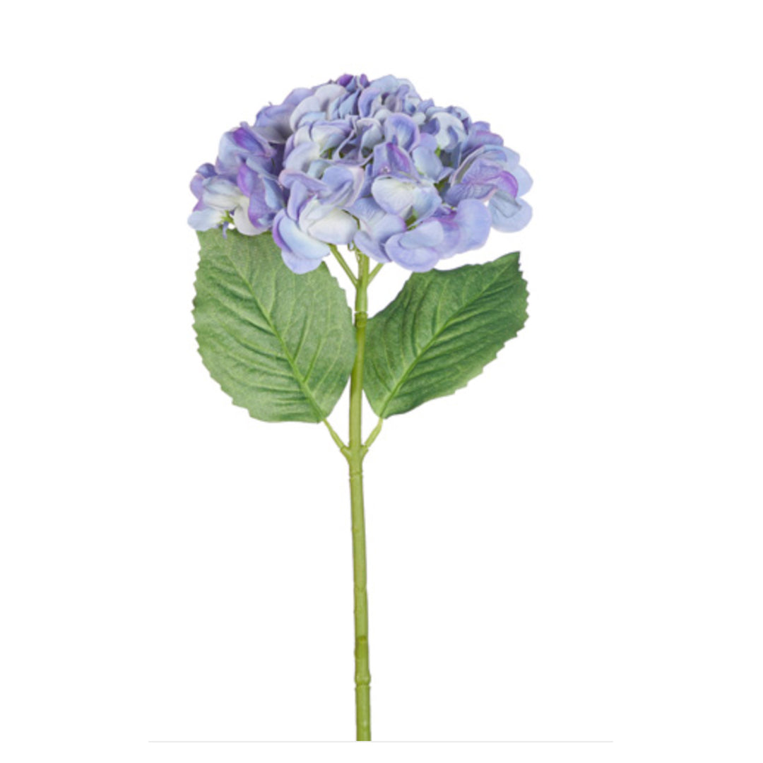 Hortensia lila