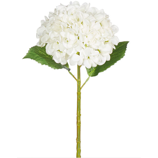 Hortensia blanca