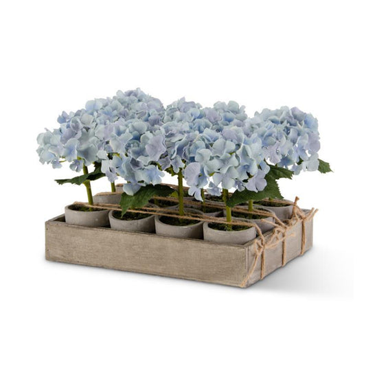 Maceta con Hortensias